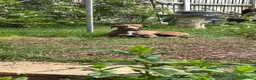 Whippet dogs for sale: Two male whippet puppies  - Advert 1