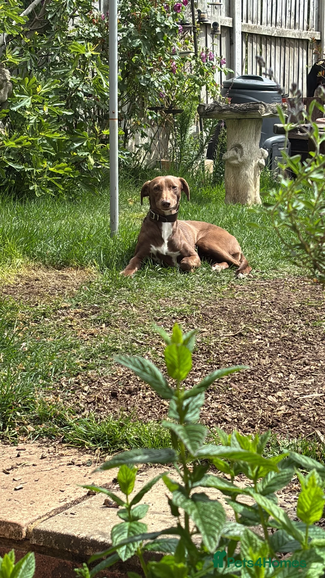Whippet dogs for sale: Two male whippet puppies  - Advert 1