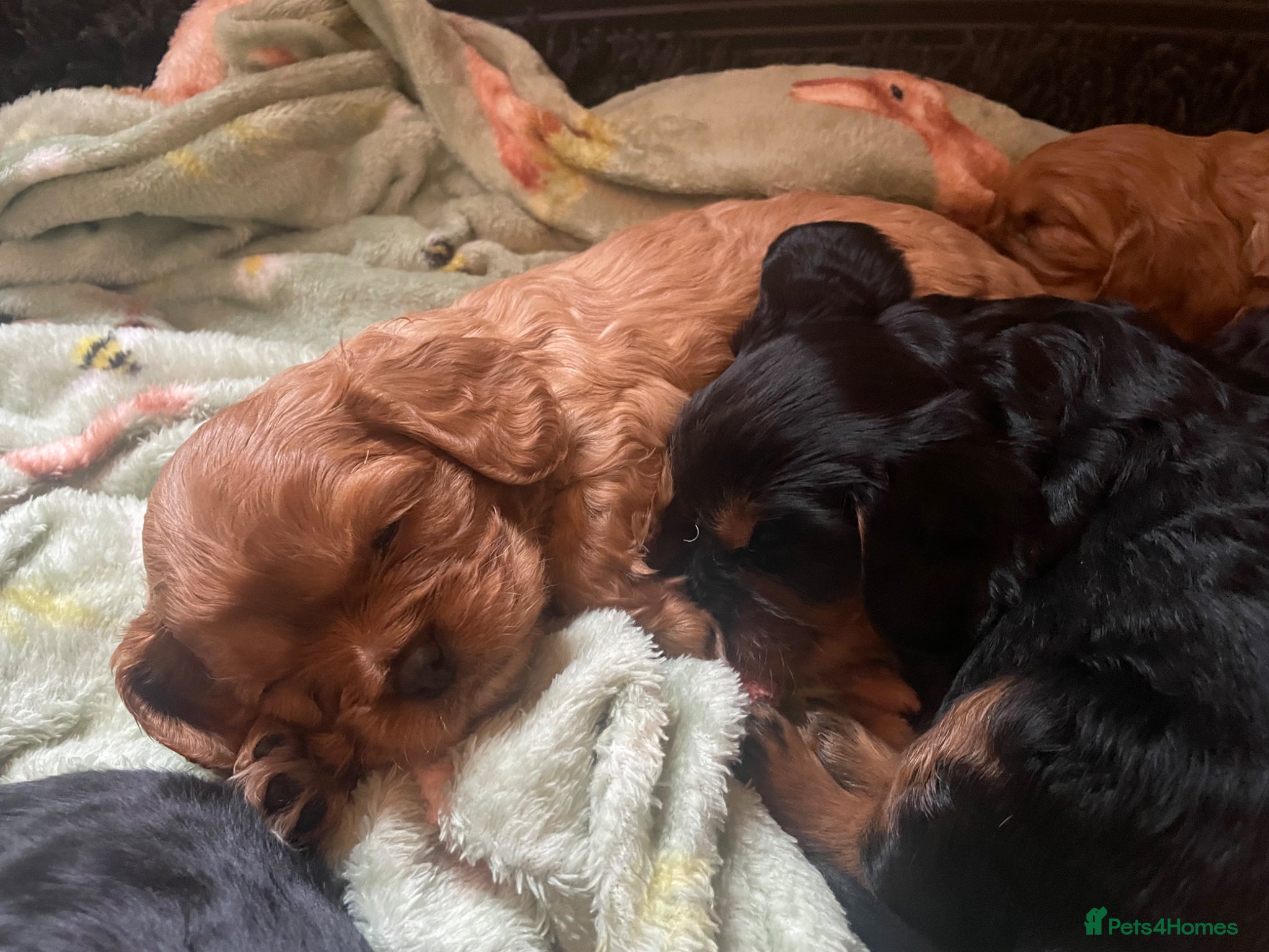 Cavalier King Charles Spaniel dogs King Charles cavalier babies  - Advert 2