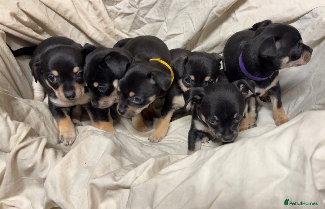 Mixed Breed dogs for sale: 🐶 Adorable Miniature Pinscher×Chihuahua Puppies - Advert 3