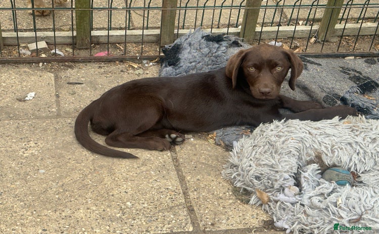 Labrador Retriever dogs - Advert 2