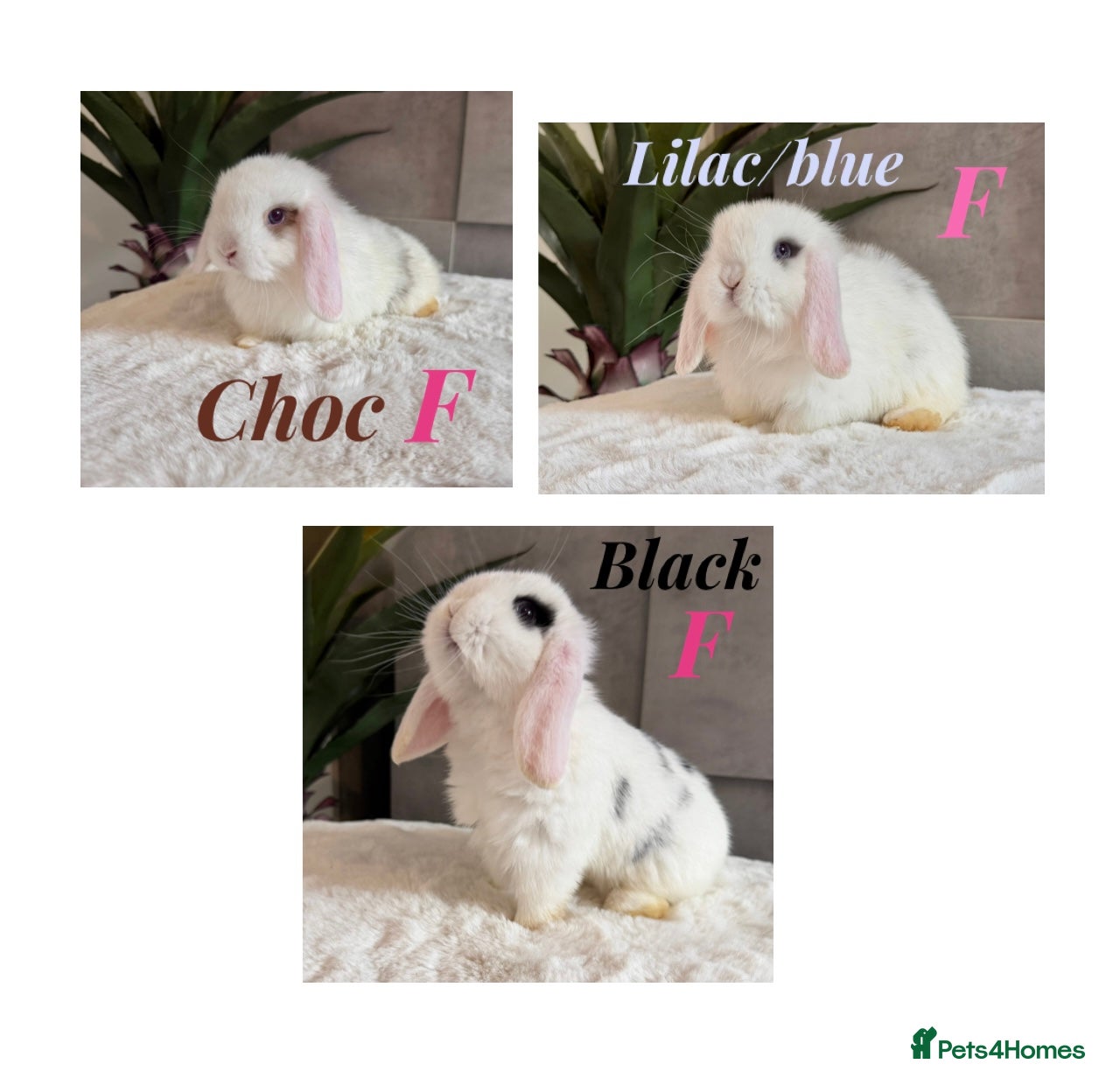 Mini Lop rabbits Minilop babies (friendly & super tame) - Advert 1