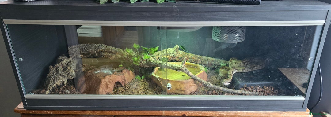 Boa Snake reptiles for sale: Male Boa and full set up - Image 2