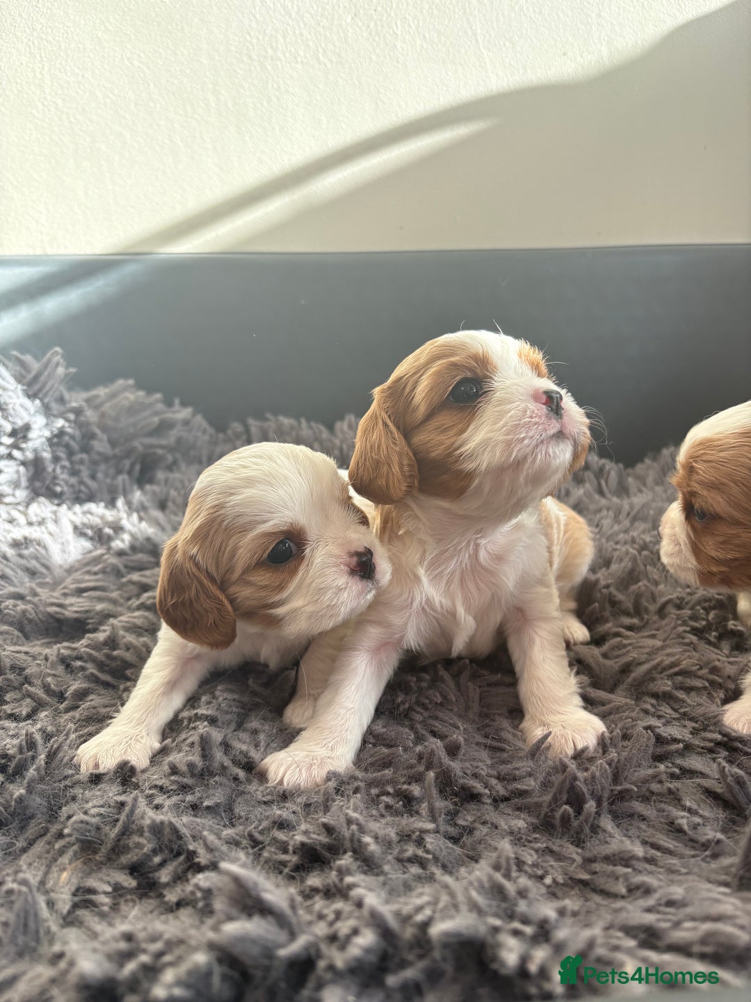 Cavalier King Charles Spaniel dogs for sale: Beautiful Blenheim King Charles cavalier puppies - Advert 4
