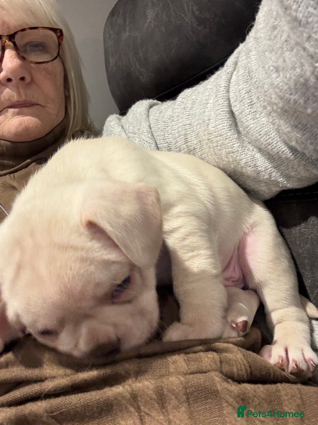 Frug dogs for sale: Frug cross Pug baby boy  - Advert 9