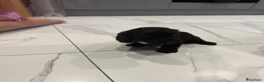 Cockapoo 4