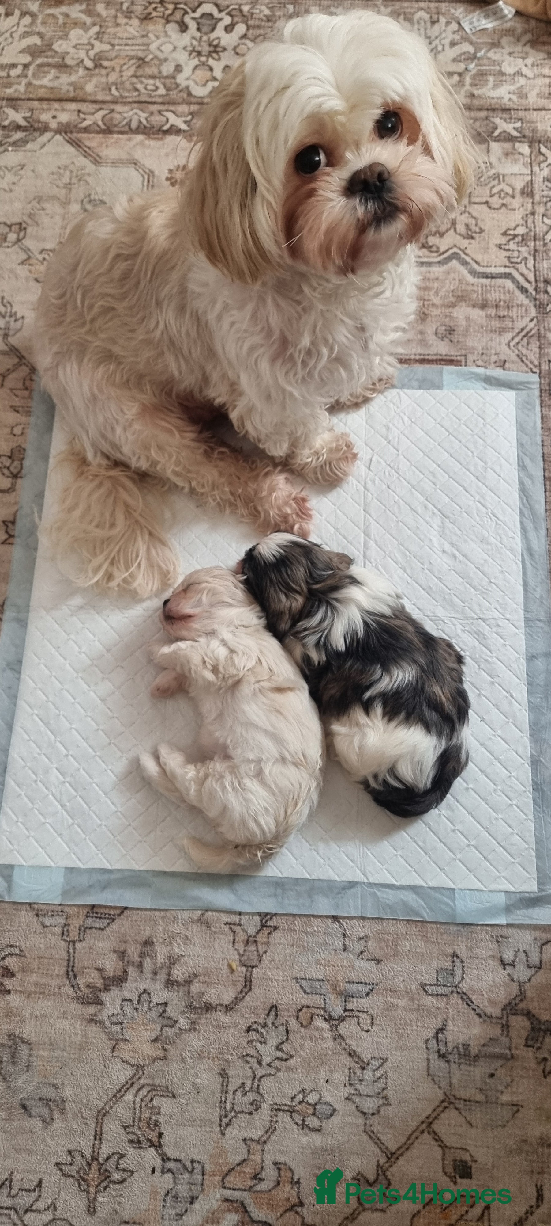 Shih Tzu dogs Twin girls available  - Advert 5