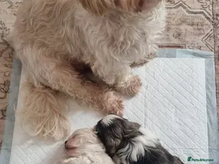 Shih Tzu dogs Twin girls available - Advert 1