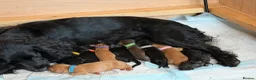 Cocker Spaniel dogs for sale: Working Cocker Spaniel Puppies - Advert 17