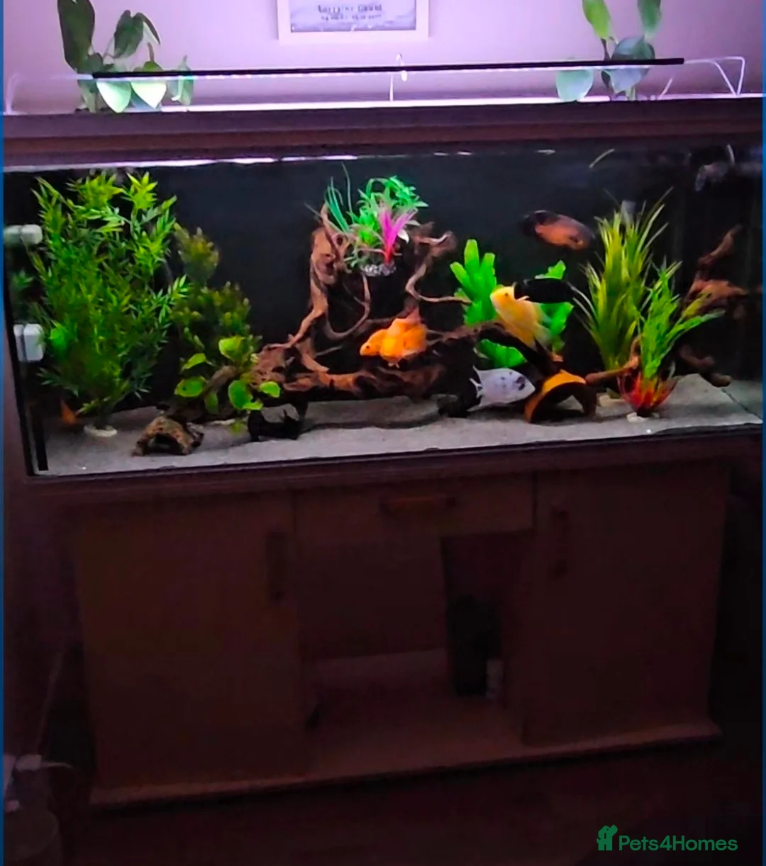 Other/Mixed Breed fish for sale: 5ft Rena 480L fish tank aquarium  - Advert 2