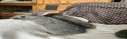 Netherland Dwarf rabbits for sale: Blue Netherland Dwarf bunnies  - Advert 10