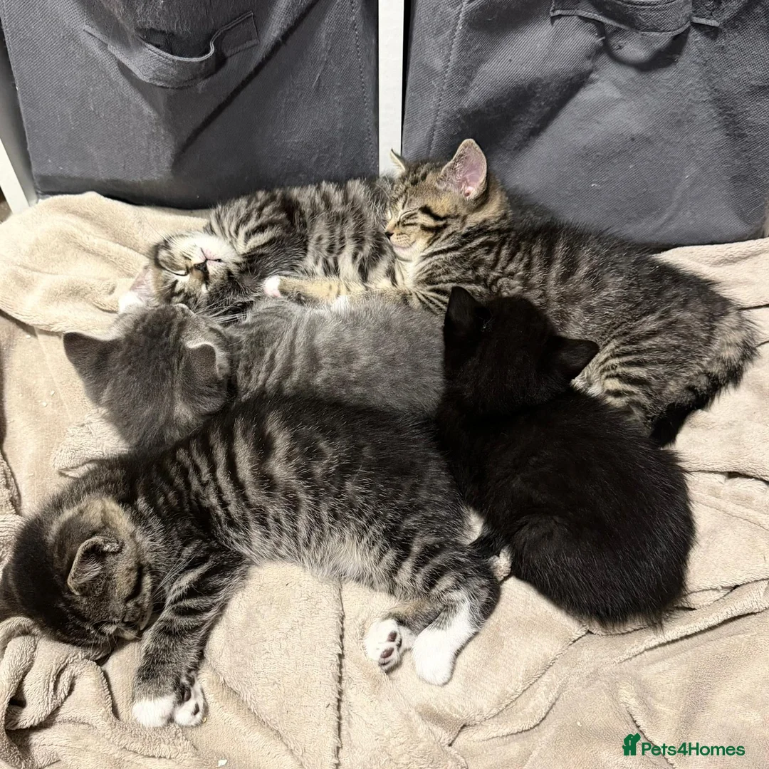 British Shorthair cats for sale: British Shorthair Kittens in Guildford - Advert 1