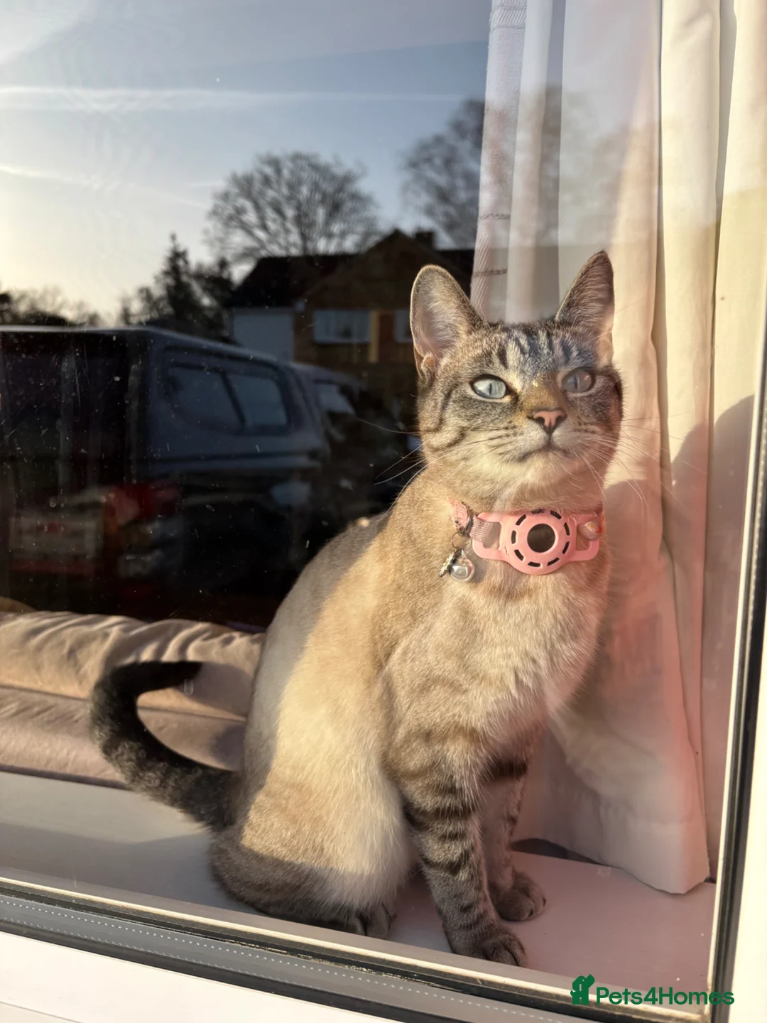 Mixed Breed cats for sale: Lovely kittens  in Leighton Buzzard - Advert 2