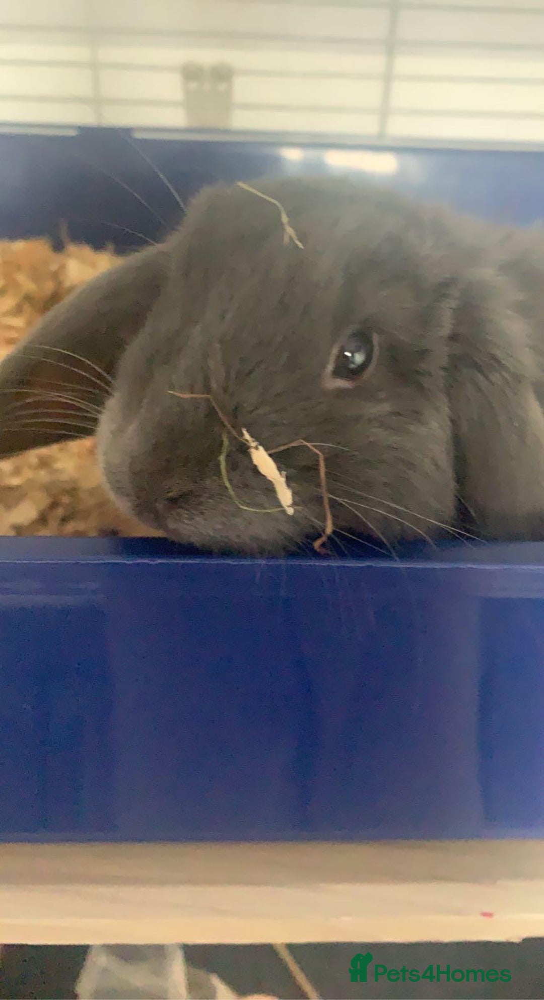 English Lop rabbits for sale: Lilac Rabbit (Free to good home) - Image 2