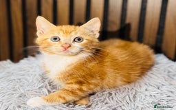 Mixed Breed cats for sale: 🎃 4 Pumpkin Gingers & 2 Phantom Kittens 👻 - Image 9