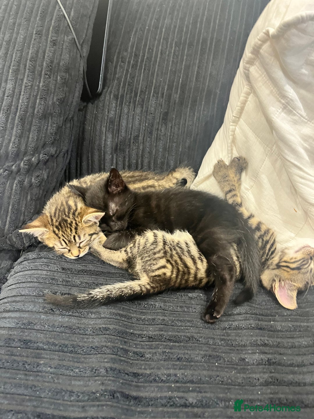 Mixed Breed cats for sale: Kittens - Image 6