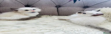 Ragdoll Kitten 5