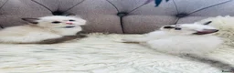Ragdoll cats for sale: Ragdoll pure breed kittens!!! - Advert 17