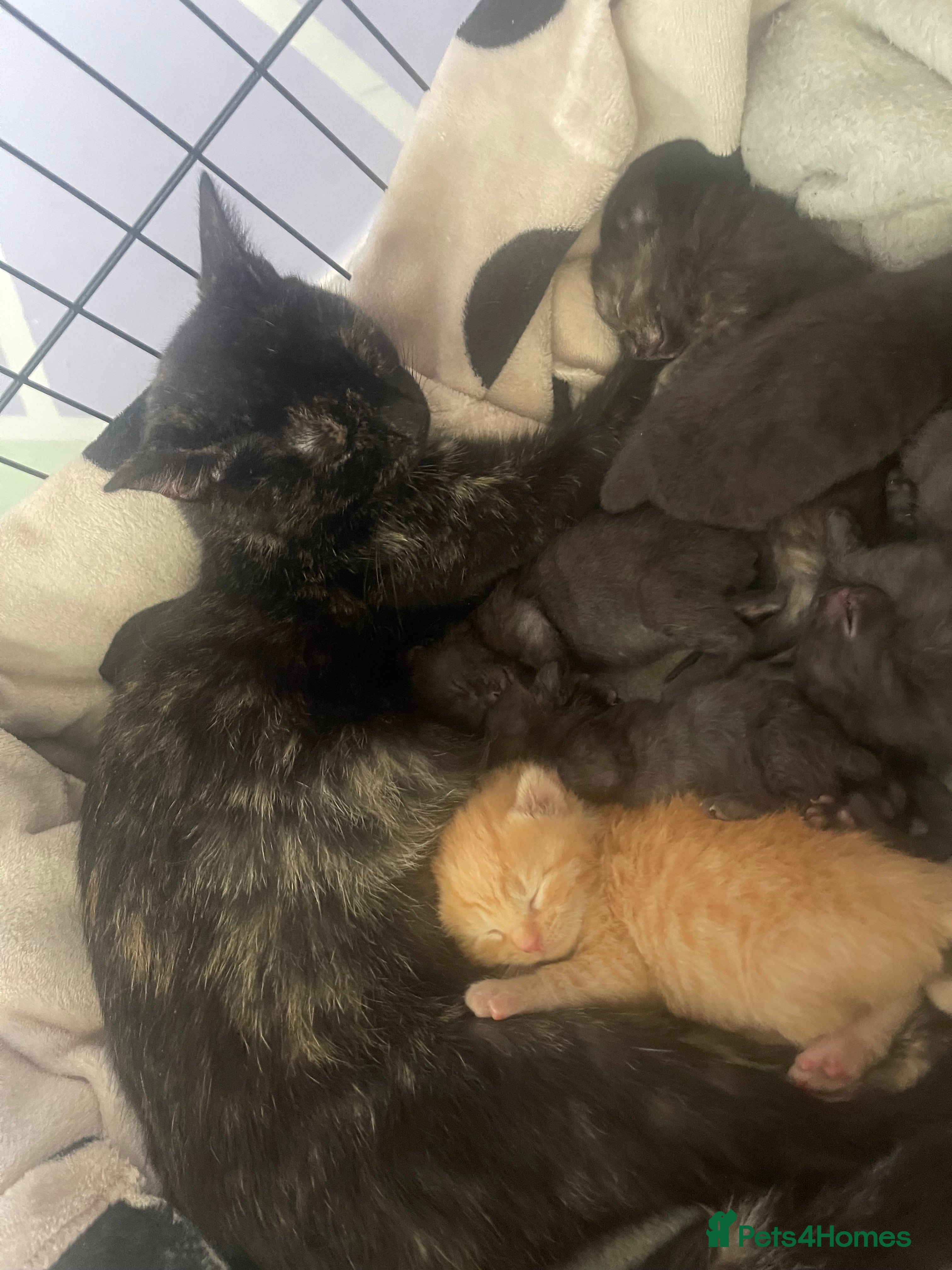 Mixed Breed cats 6 loving kittens looking for their forever home - Advert 5