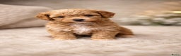 Maltipoo dogs for sale: Tiny Koreans maltipoo  - Advert 9
