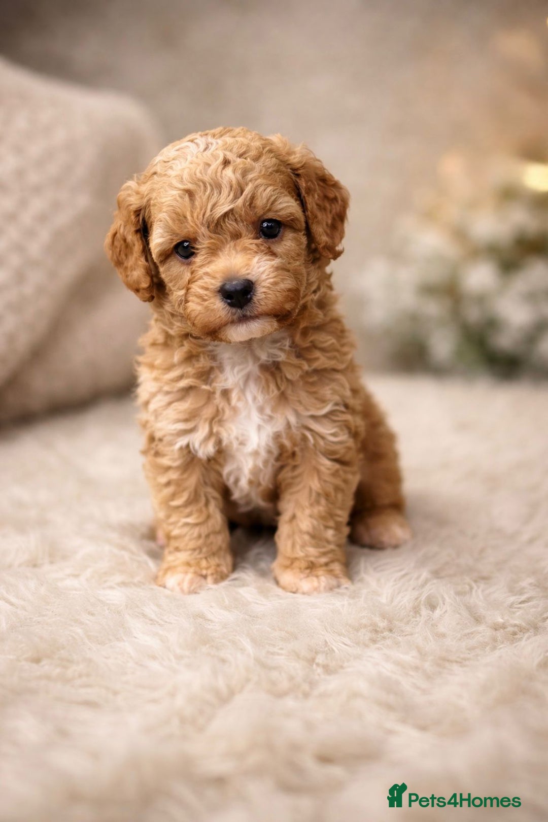 Maltipoo dogs for sale: Tiny Koreans maltipoo  - Advert 9