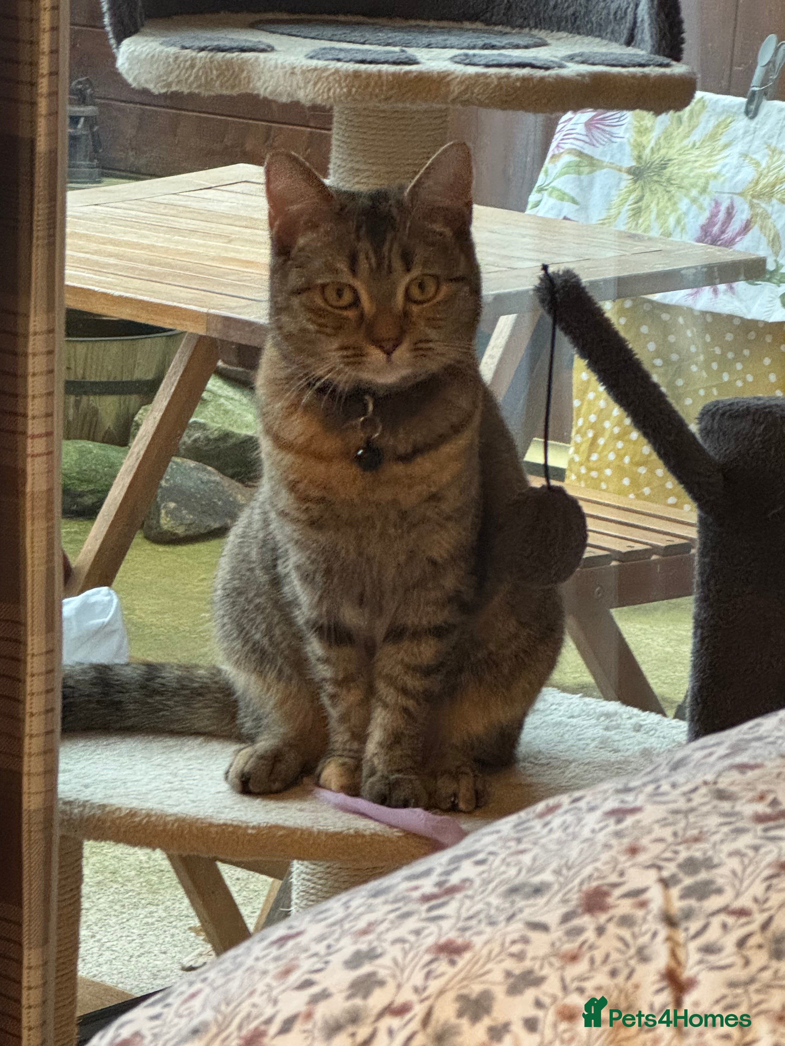 British Shorthair cats Lovely cat for sale  - Advert 1