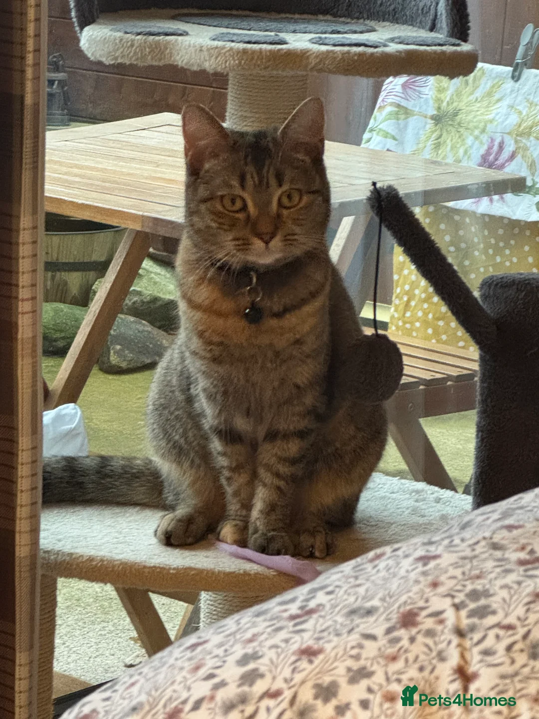 British Shorthair cats for sale: Lovely cat for sale  - Advert 1