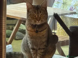 British Shorthair cats Lovely cat for sale - Advert 1