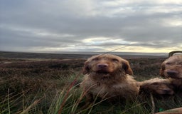 Hungarian Vizsla dogs for sale: Hungarian Wire Haired Vizsla  - Image 3