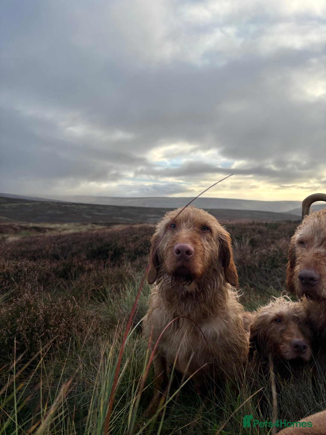 Hungarian Vizsla dogs for sale: Hungarian Wire Haired Vizsla  - Image 3