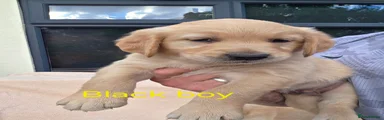 Golden Retriever 4