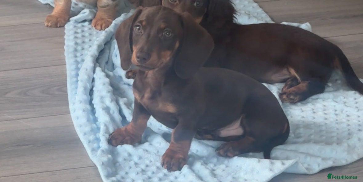 Dachshund dogs 2 mini dachshund boy & girl left  - Advert 2