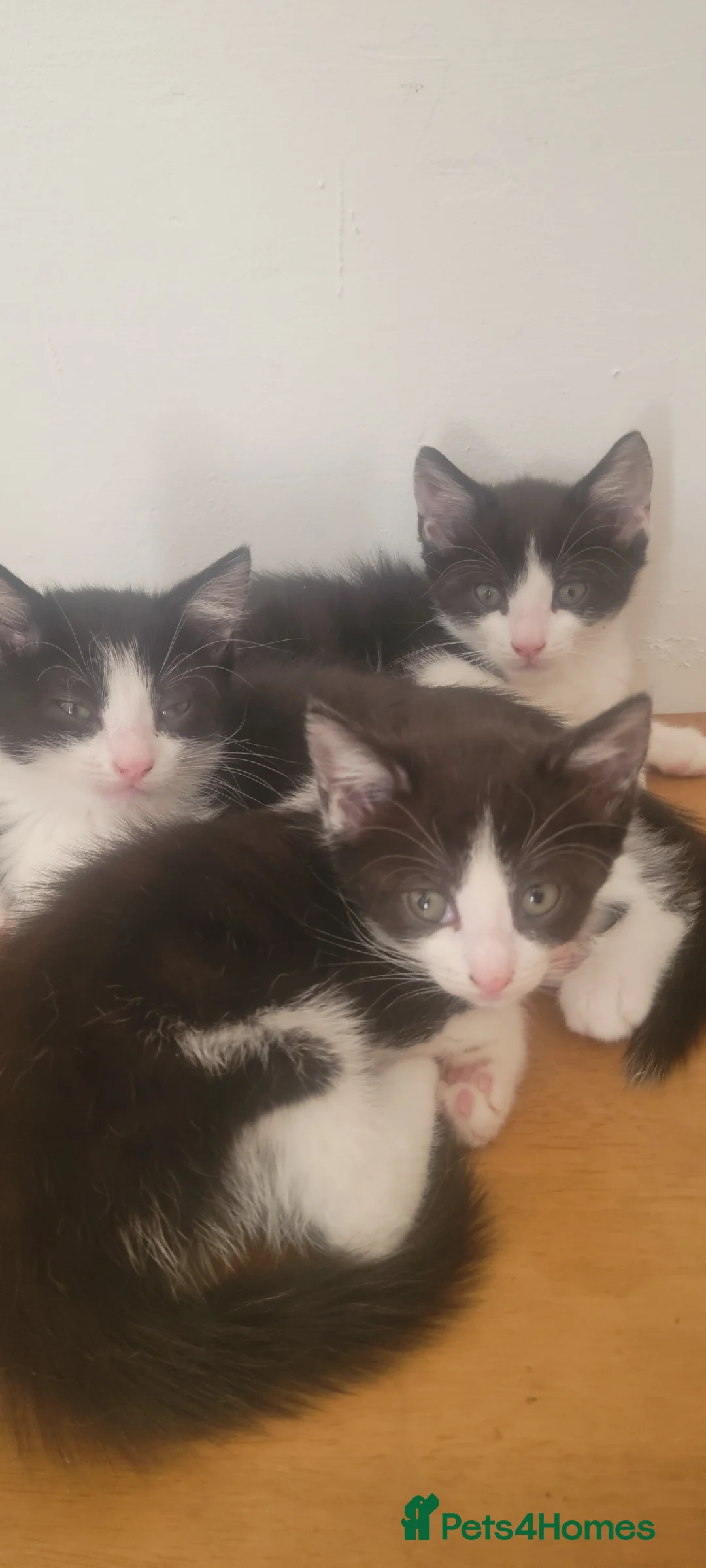 Mixed Breed cats for sale: Kitten ready now - Advert 2