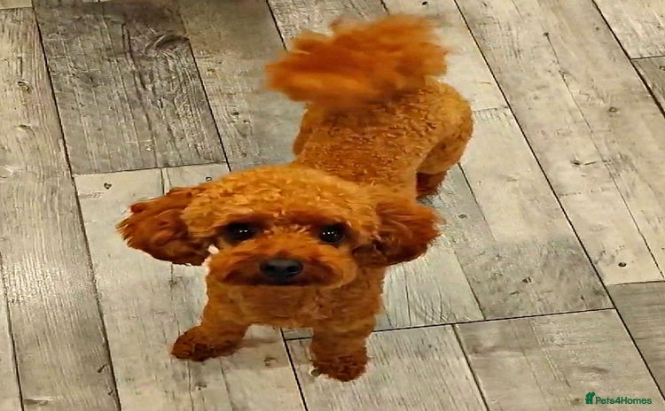Toy Poodle dogs in Brighton - Advert 2