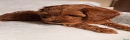 Cavapoo dogs for sale: Stunning Red F1b cavapoo puppies - Advert 15