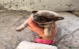 Chihuahua dogs for sale: 💖 Esquire litter of chihuahua puppies 💖 - Advert 12