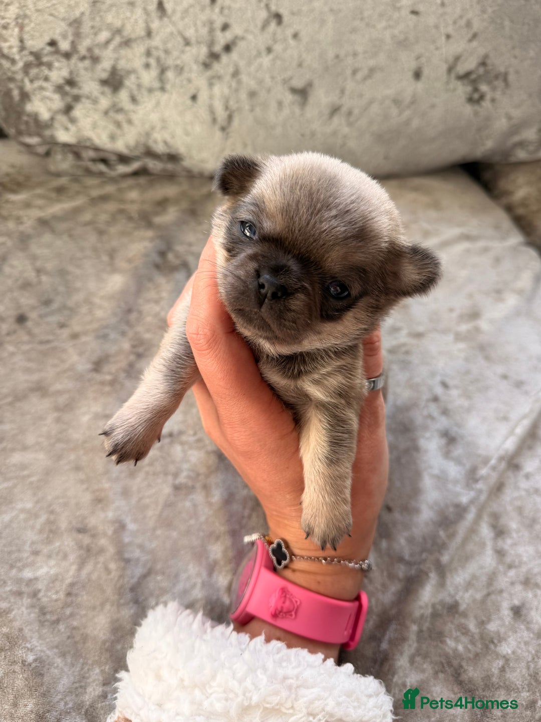 Chihuahua dogs for sale: 💖 Esquire litter of chihuahua puppies 💖 - Advert 12