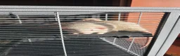 Rat rodents for sale: 3 Male rats in Todmorden - Advert 1