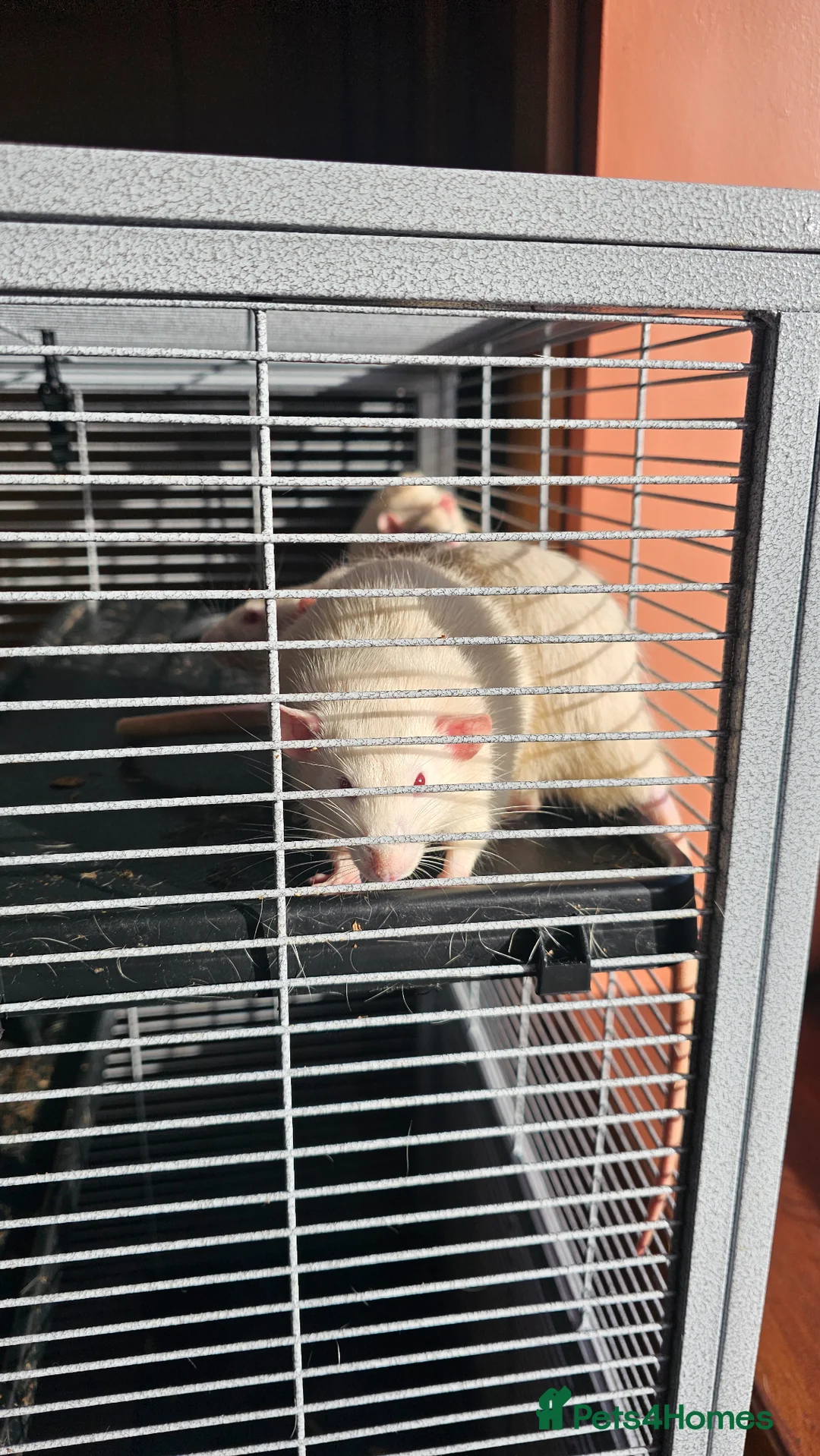 Rat rodents for sale: 3 Male rats in Todmorden - Advert 1