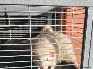 Rat rodents 3 Male rats - Advert 8