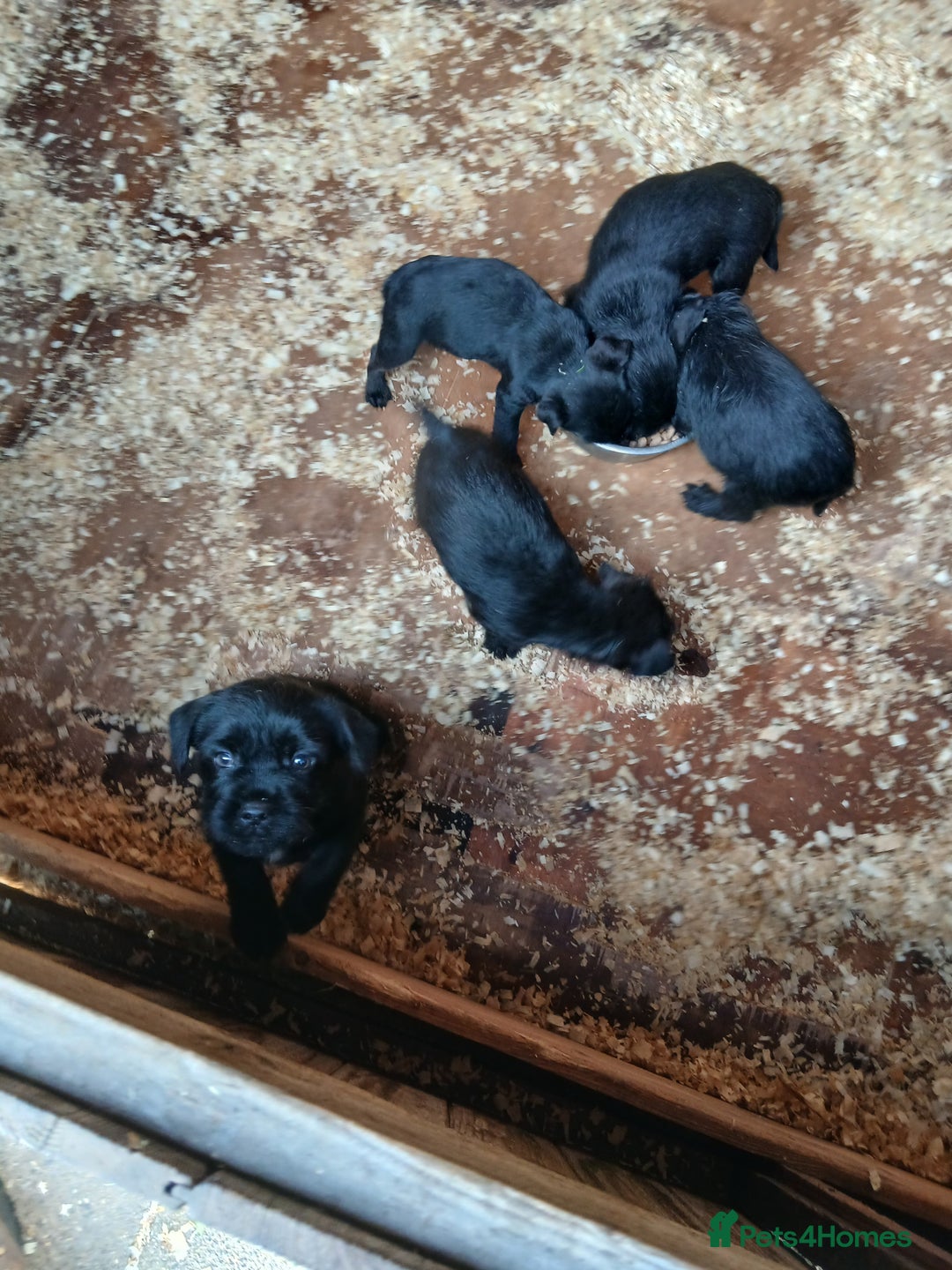 Mixed Breed dogs for sale: Border x Patterdale pups  - Advert 4