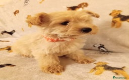 West Highland Terrier dogs for sale: Westiepoo puppies  - Image 8