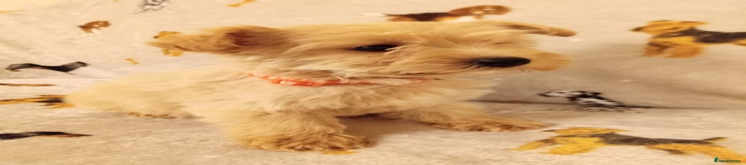 West Highland Terrier Puppy 3