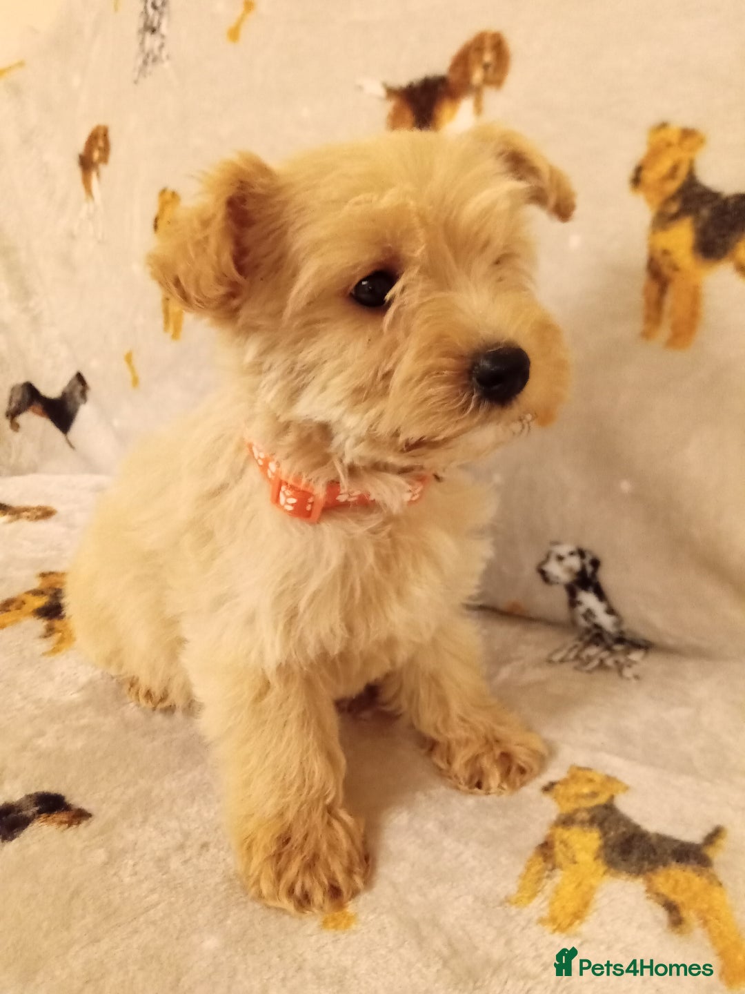West Highland Terrier dogs for sale: Westiepoo puppies  - Image 8