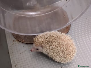 Pygmy Hedgehog rodents in High Wycombe - Advert 26