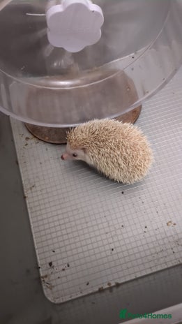 Pygmy Hedgehog rodents in High Wycombe - Advert 8