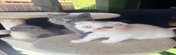 Scottish Fold cats for sale: Scottish fold/ British shorthair kittens  - Advert 9