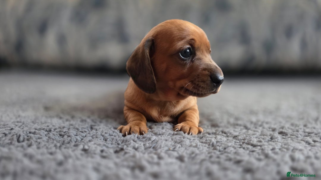 Miniature Dachshund dogs for sale: Beautiful Dachshund Girl - Ready in 2 weeks - Advert 5