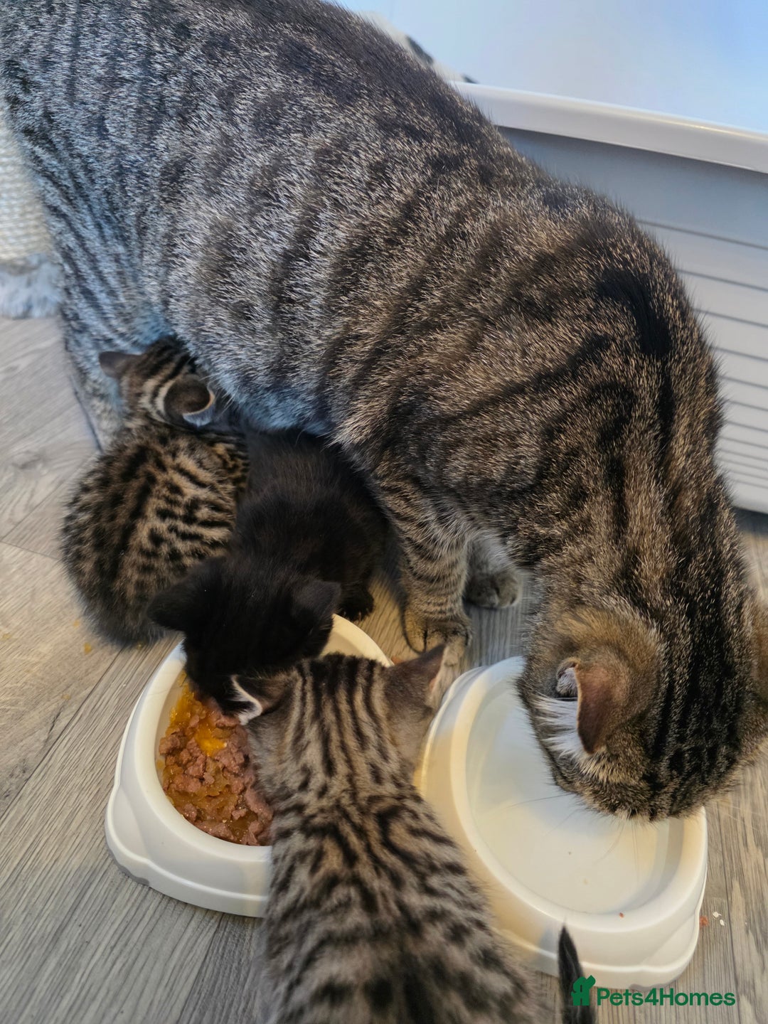 Mixed Breed cats for sale: 3 Black Grey Stripped Kittens For Sale - Image 6