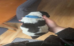 Sprocker dogs for sale:  sprocker spaniel pups for sale!  - Advert 6